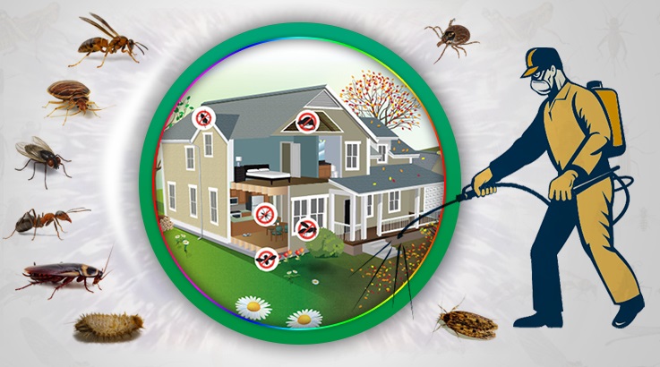 Çat Böcek İlaçlama