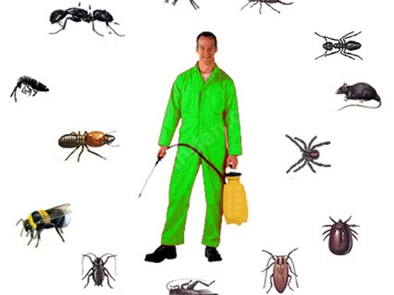 Çat Böcek İlaçlama